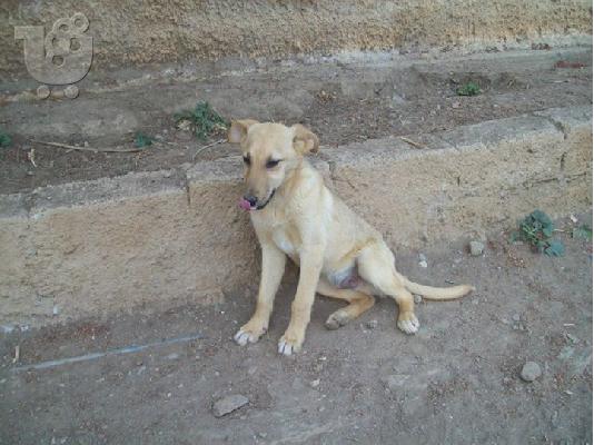 Ξανθοι κουταβοι χαριζονται