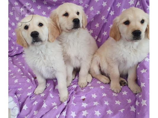 PoulaTo: Πωλείται κουτάβι Golden Retriever
