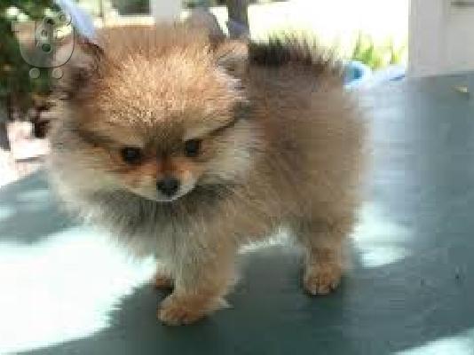 PoulaTo: εβδομάδες pomeranian σκύλος για ένα νέο σπίτι