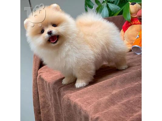 PoulaTo: Κουτάβια Pomeranian