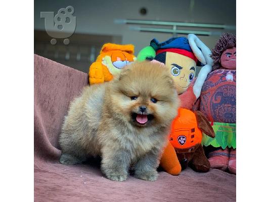 POMERANIAN