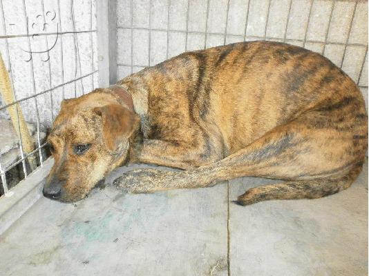 PoulaTo: Ημιαιμη πιτ μπουλ χαριζεται