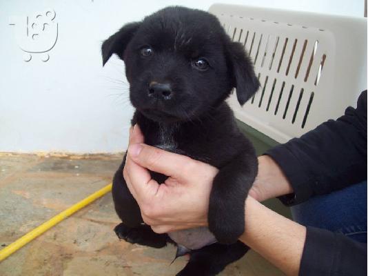 Κουταβακια ψαχνουν οικογενειες