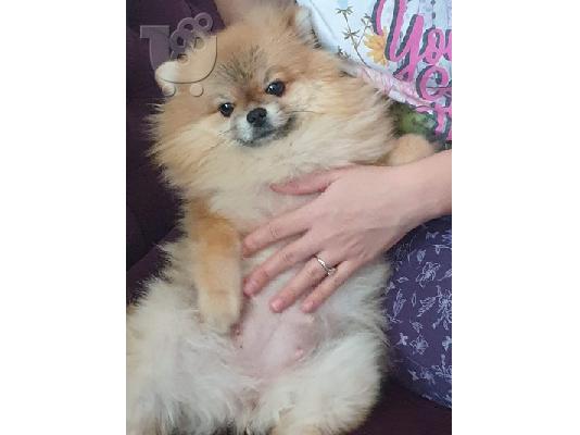 Αρκουδάκι pomeranian κουτάβια