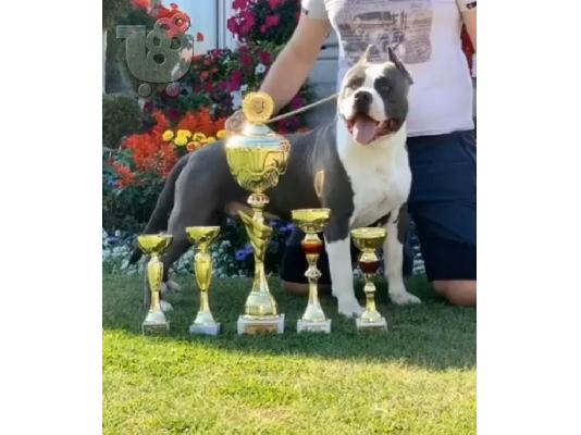 American Staffordshire Terrier Κουτάβια Blueline