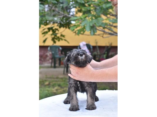 Standard Schnauzer κουτάβια