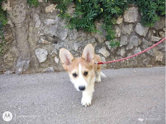 Pembroke Welsh Corgi κουτάβια
