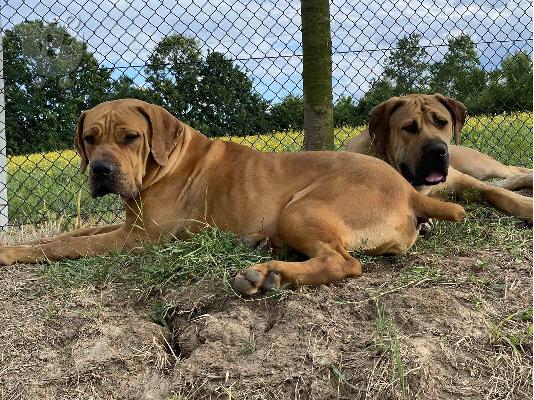 Νοτιοαφρικανικό Mastiff- Boerboel κουτάβια