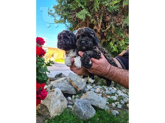 Lagotto Romagnolo κουτάβια