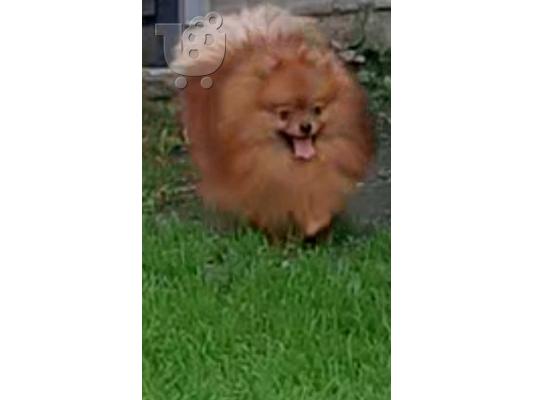 Pomeranian Spitz