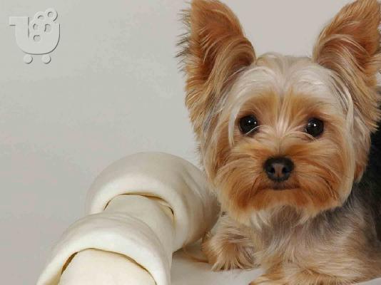 Yorkshire Terrier καθαροαιμα ΘΕΣΣΑΛΟΝΙΚΗ στις καλυτερες τιμες 6979314054...