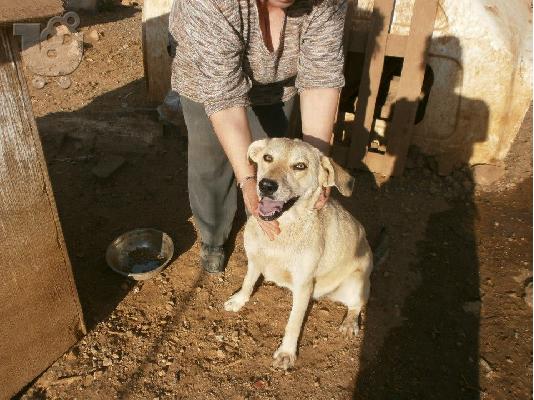 Η Ζαχαρενια Ψαχνει Σπιτακι