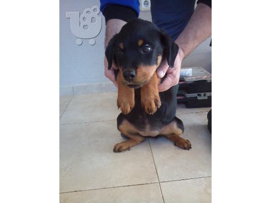 Καθαροαιμα κουταβια rottweiler