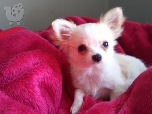  Kc chihuahua έτοιμο