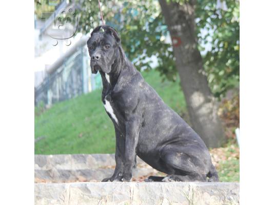 Cane Corso προς πώληση