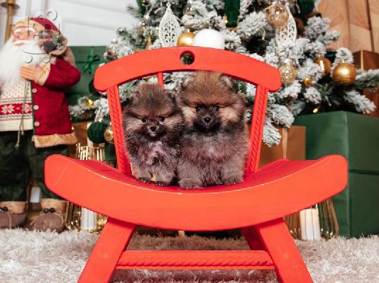Pomeranian Spitz κουτάβια προς πώληση
