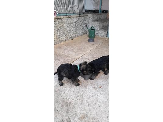 PoulaTo: Schnauzer mini - Σνάουτσερ μινι
