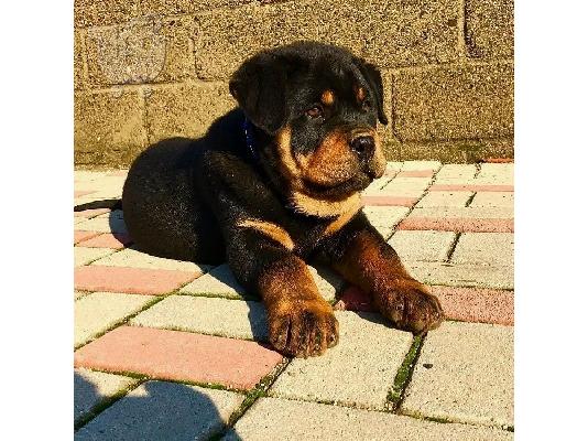 PoulaTo: Adorable Rottweiler Puppy For Sale