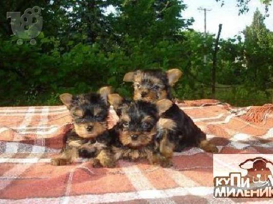 Yorkshire toy καθαροαιμα κουταβακια 6940048695  αθηνα κρητη θεσσαλονικη...