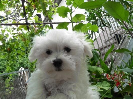 Κουτάβι μαλτέζ από ιδιώτη