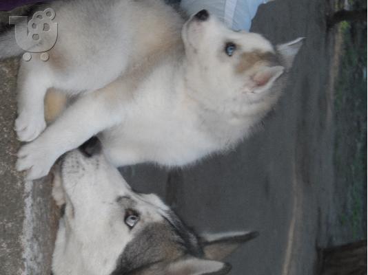 husky-χασκι