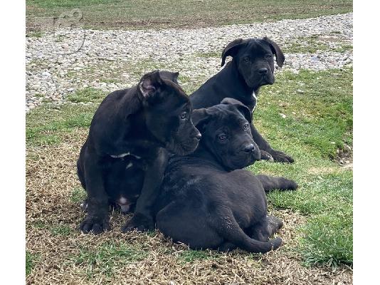 PoulaTo: Cane Corso κουτάβια