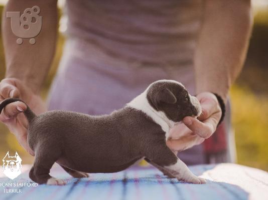 PoulaTo: Μπλε κουτάβια American Staffordshire Terrier