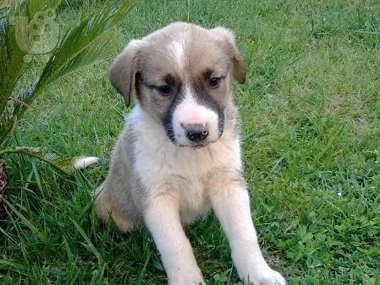 Χαρίζονται πανεμορφα κουταβακια