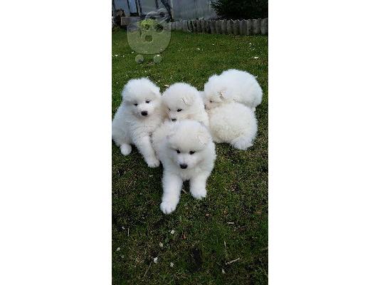 PoulaTo: Εκπληκτικό καθαρό λευκό Samoyed κουτάβια
