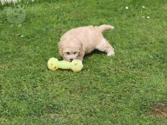 PoulaTo: Cavapoo crvena