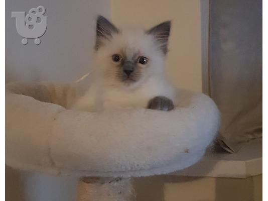 PoulaTo: Όμορφα καθαρόαιμα γατάκια Ragdoll προς πώληση