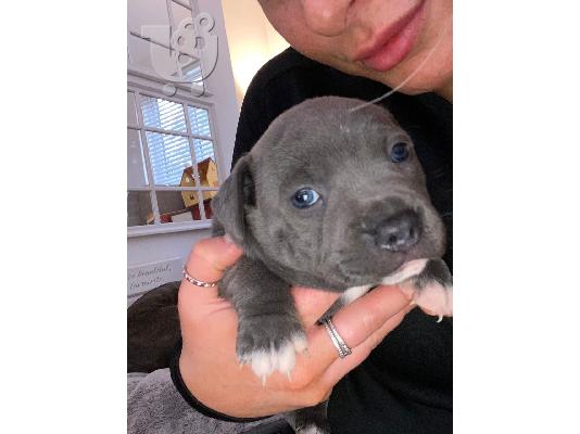 Όμορφο μπλε Staffordshire Bull Terrier