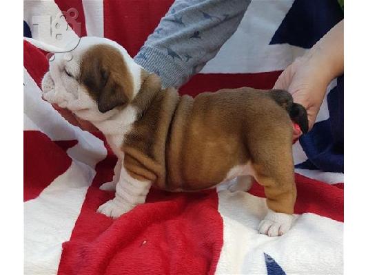 PoulaTo: αγγλικά μπουλντόγκ κουτάβια