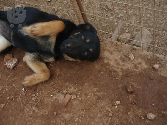 Λυκοσκυλιτσα ημιαιμη χαριζεται