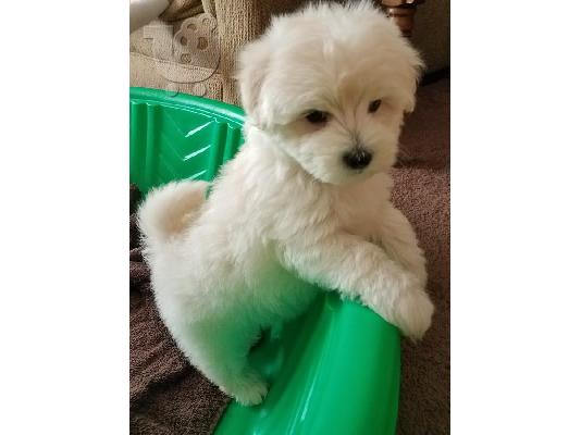 PoulaTo: Δύο φιλικά μαλτέζικα κουτάβια