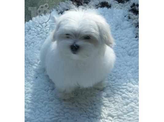 PoulaTo: Μαλτέζ καθαροαιμα κουταβια