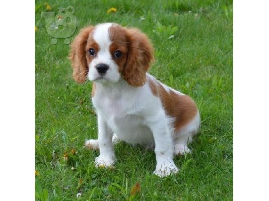 PoulaTo: Πωλούνται κουτάβια super cavalier king charles.