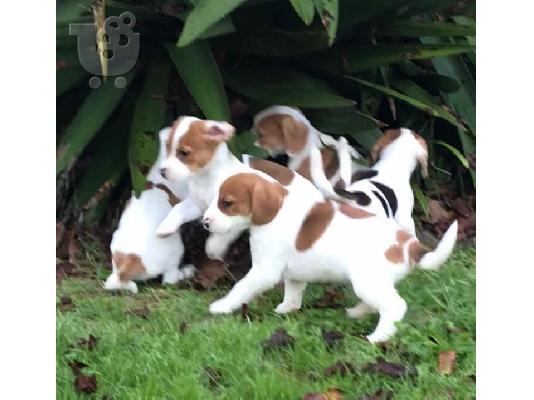 PoulaTo: Kc Jack Russel κουτάβια διαθέσιμα