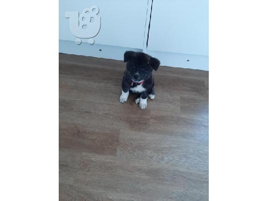 Ιαπωνικά Akita.