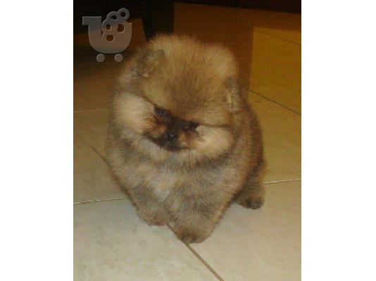 PoulaTo: pomeranian boo
