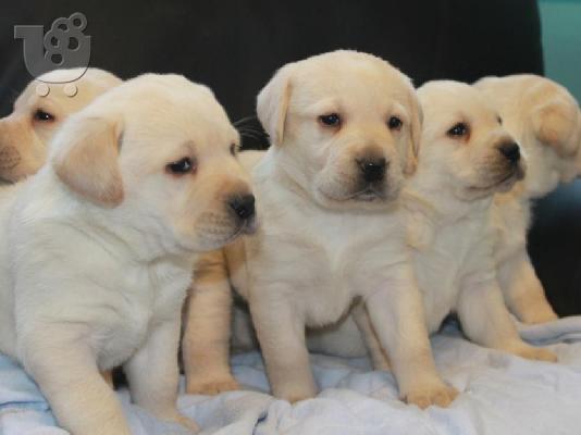 PoulaTo: labrador