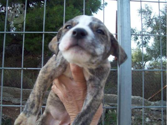 Πιτ μπουλ καθαροαιμα κουταβακια χαριζονται