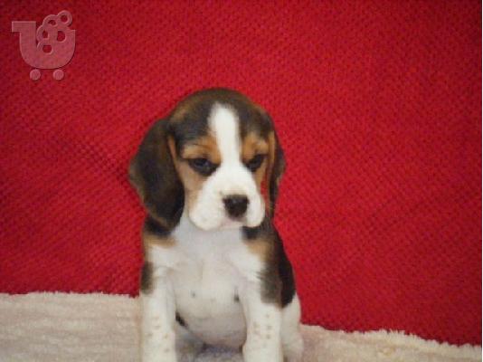 Beagle Puppies για υιοθεσία.
