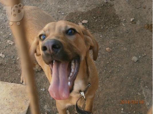 PoulaTo: Κουταβος χαριζεται