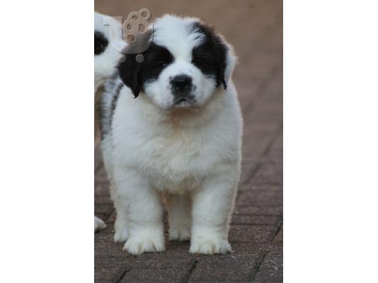 Kc εγγεγραμμένα ποιοτικά χοντρά κουτάβια Saint Bernard