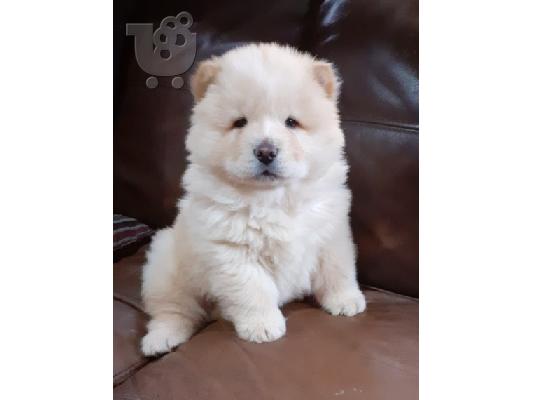 chow chow προς πώληση.