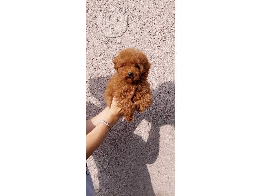 Poodle και Pomeranian Spitz κουτάβια