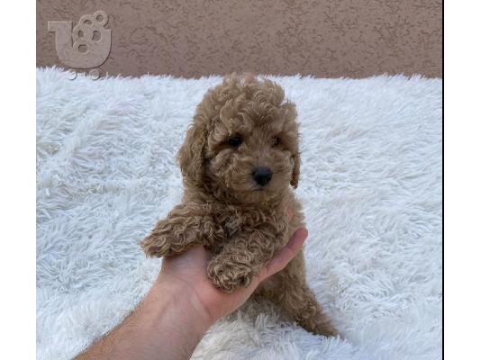 Poodle και Pomeranian Spitz κουτάβια