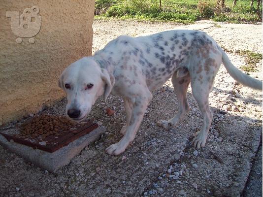 PoulaTo: Ο Χοσε χαριζεται
