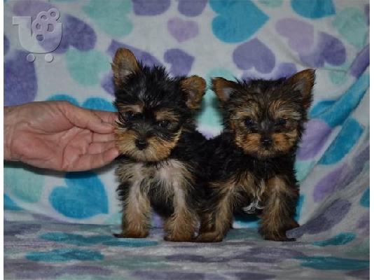PoulaTo: Male and Female Yorkshire Terrier Puppies for Adoption